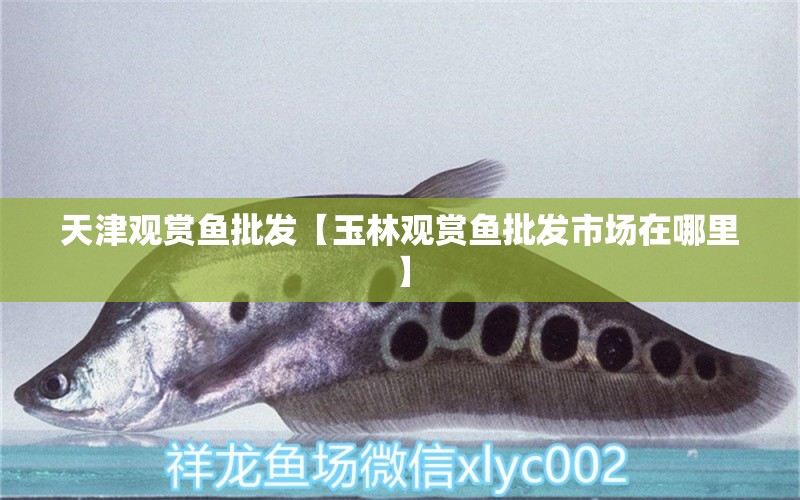 天津觀賞魚(yú)批發(fā)【玉林觀賞魚(yú)批發(fā)市場(chǎng)在哪里】