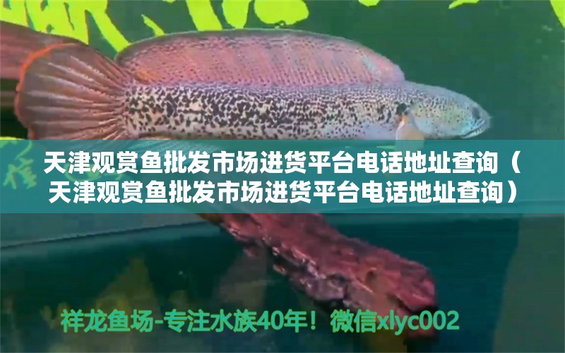 天津觀賞魚(yú)批發(fā)市場(chǎng)進(jìn)貨平臺(tái)電話地址查詢（天津觀賞魚(yú)批發(fā)市場(chǎng)進(jìn)貨平臺(tái)電話地址查詢）