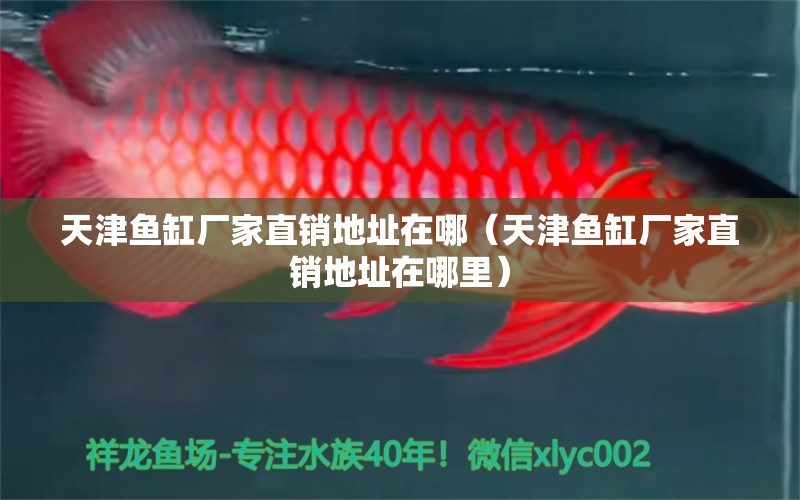 天津魚缸廠家直銷地址在哪（天津魚缸廠家直銷地址在哪里）