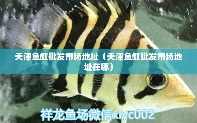 天津魚(yú)缸批發(fā)市場(chǎng)地址（天津魚(yú)缸批發(fā)市場(chǎng)地址在哪）