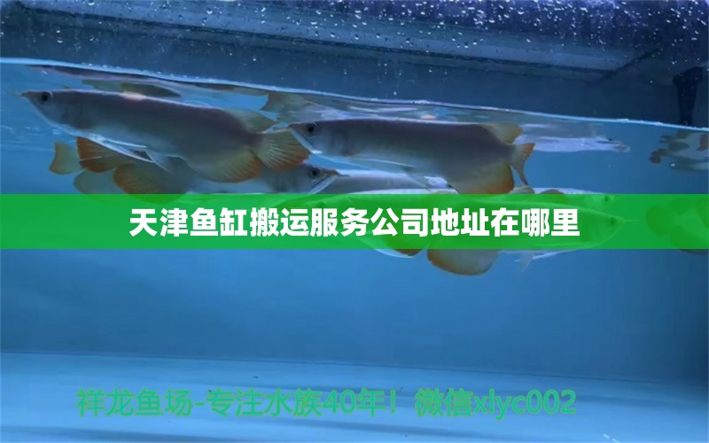 天津魚缸搬運服務公司地址在哪里 祥龍魚場