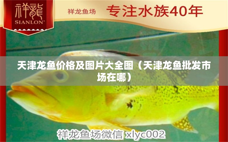 天津龍魚價(jià)格及圖片大全圖（天津龍魚批發(fā)市場(chǎng)在哪）