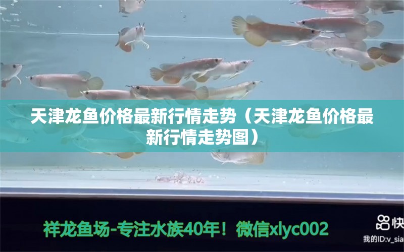 天津龍魚價格最新行情走勢（天津龍魚價格最新行情走勢圖）