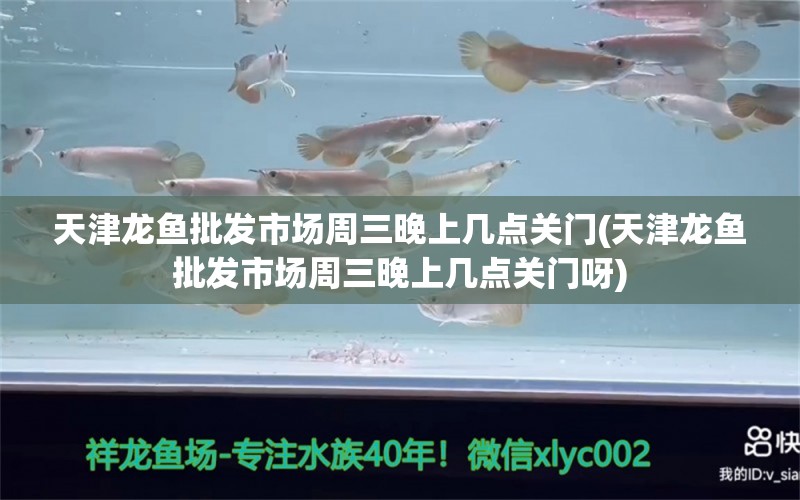 天津龍魚批發(fā)市場周三晚上幾點(diǎn)關(guān)門(天津龍魚批發(fā)市場周三晚上幾點(diǎn)關(guān)門呀) 龍魚批發(fā)