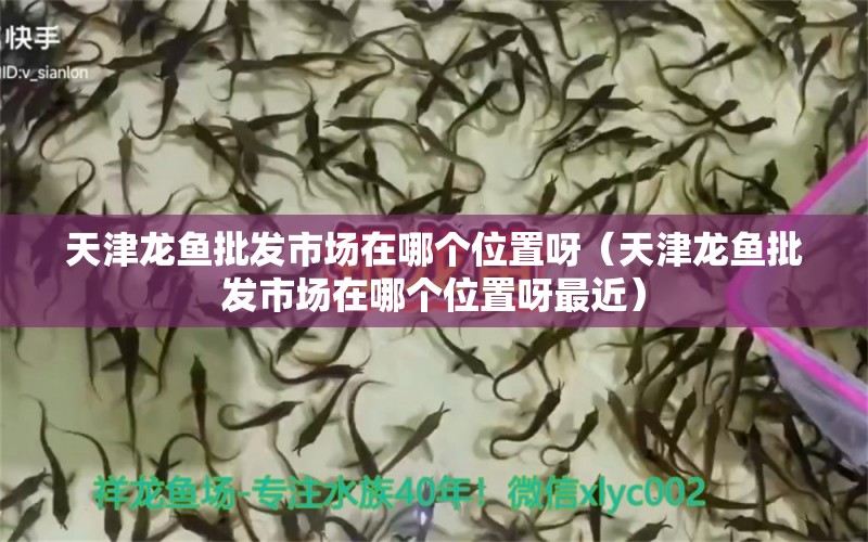 天津龍魚(yú)批發(fā)市場(chǎng)在哪個(gè)位置呀（天津龍魚(yú)批發(fā)市場(chǎng)在哪個(gè)位置呀最近）