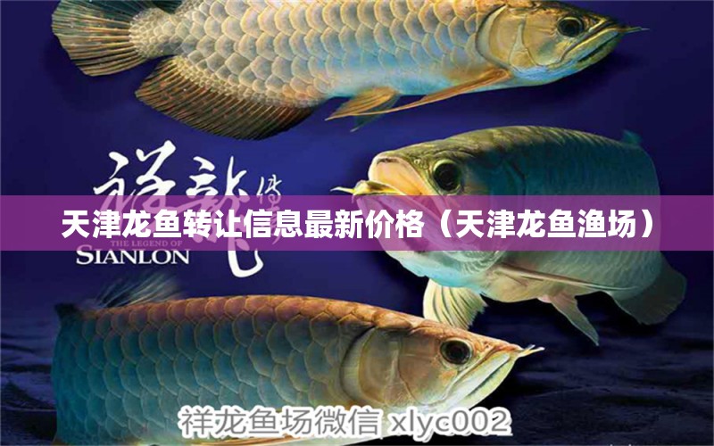 天津龍魚轉(zhuǎn)讓信息最新價格（天津龍魚漁場）