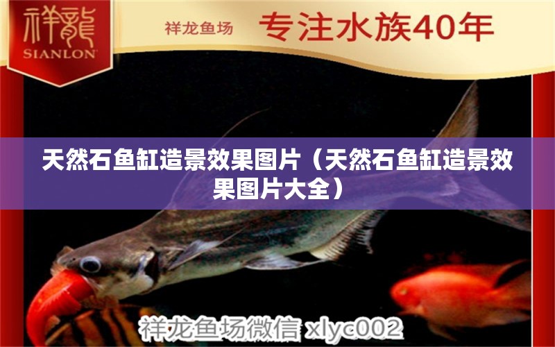 天然石魚缸造景效果圖片（天然石魚缸造景效果圖片大全）