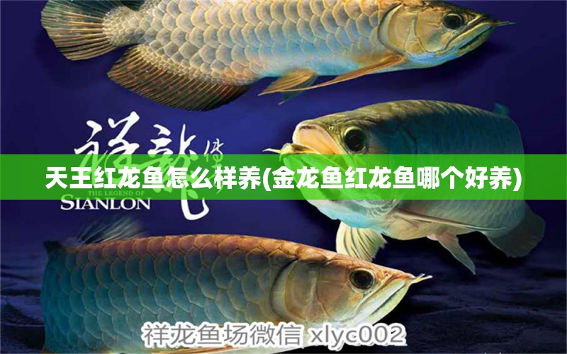 天王紅龍魚怎么樣養(yǎng)(金龍魚紅龍魚哪個好養(yǎng))