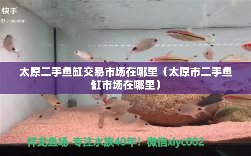 太原二手魚缸交易市場在哪里（太原市二手魚缸市場在哪里） 大白鯊魚苗