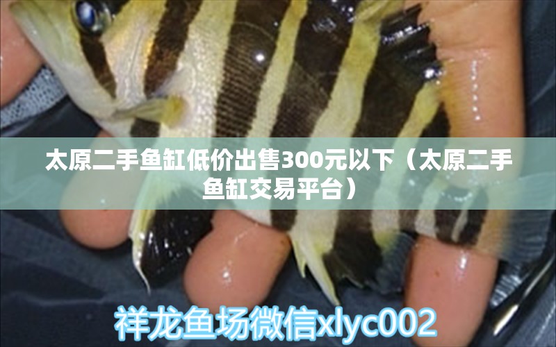 太原二手魚缸低價(jià)出售300元以下（太原二手魚缸交易平臺(tái)） 貓貓