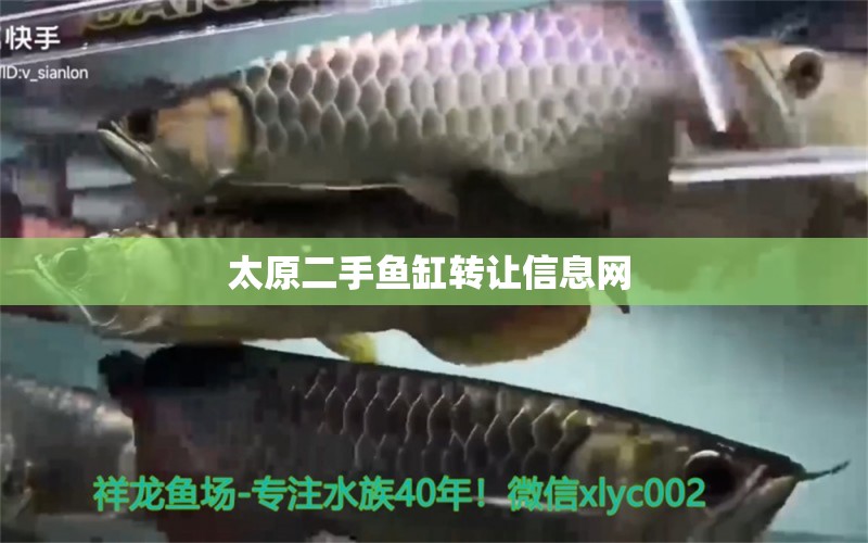 太原二手魚缸轉(zhuǎn)讓信息網(wǎng)  南美異型魚