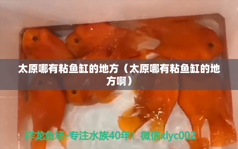 太原哪有粘魚缸的地方（太原哪有粘魚缸的地方?。?飛鳳魚