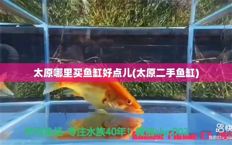 太原哪里買魚缸好點兒(太原二手魚缸) 金老虎魚