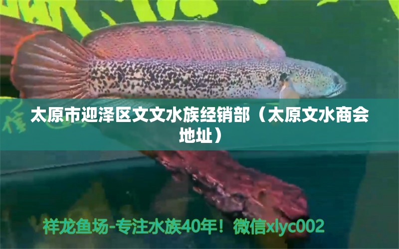 太原市迎澤區(qū)文文水族經(jīng)銷部（太原文水商會(huì)地址）