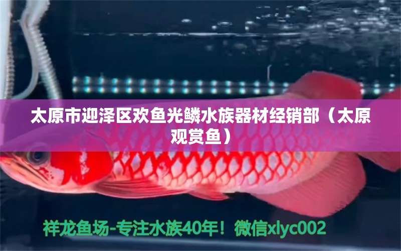 太原市迎澤區(qū)歡魚光鱗水族器材經(jīng)銷部（太原觀賞魚）