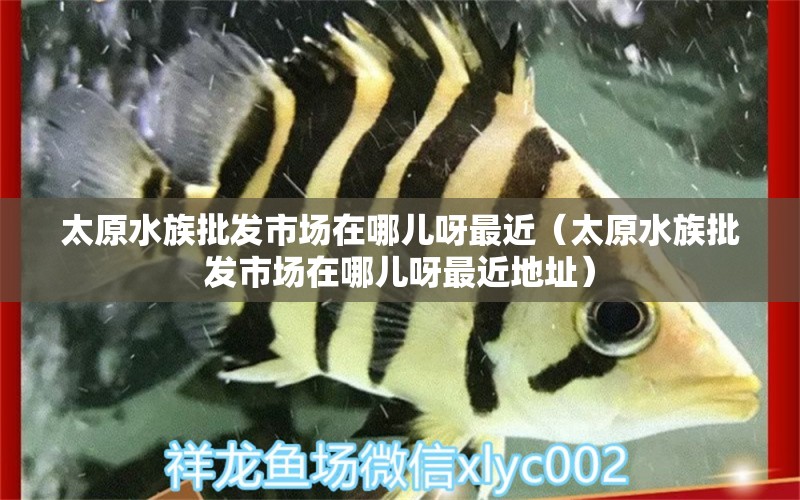 太原水族批發(fā)市場在哪兒呀最近（太原水族批發(fā)市場在哪兒呀最近地址）