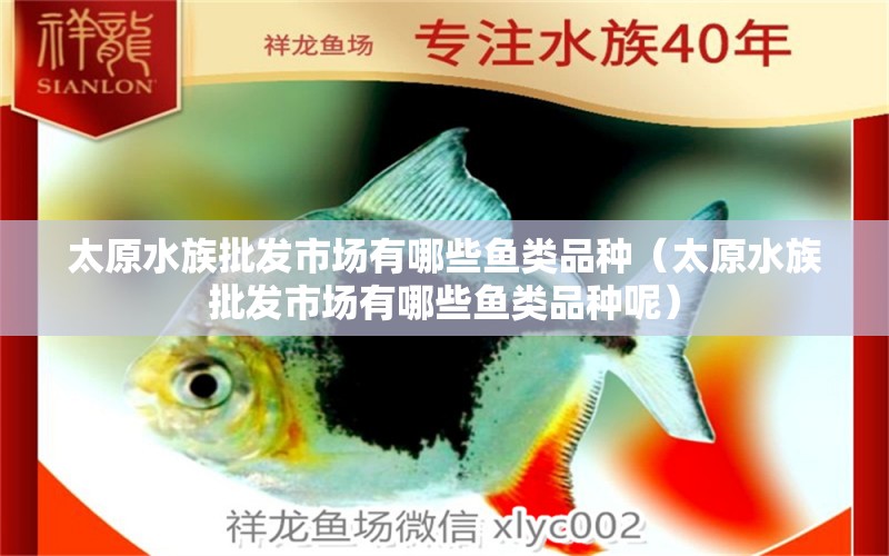 太原水族批發(fā)市場(chǎng)有哪些魚類品種（太原水族批發(fā)市場(chǎng)有哪些魚類品種呢） 觀賞魚水族批發(fā)市場(chǎng)