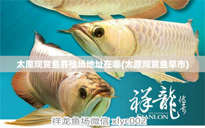 太原觀賞魚養(yǎng)殖場(chǎng)地址在哪(太原觀賞魚早市) 羅漢魚