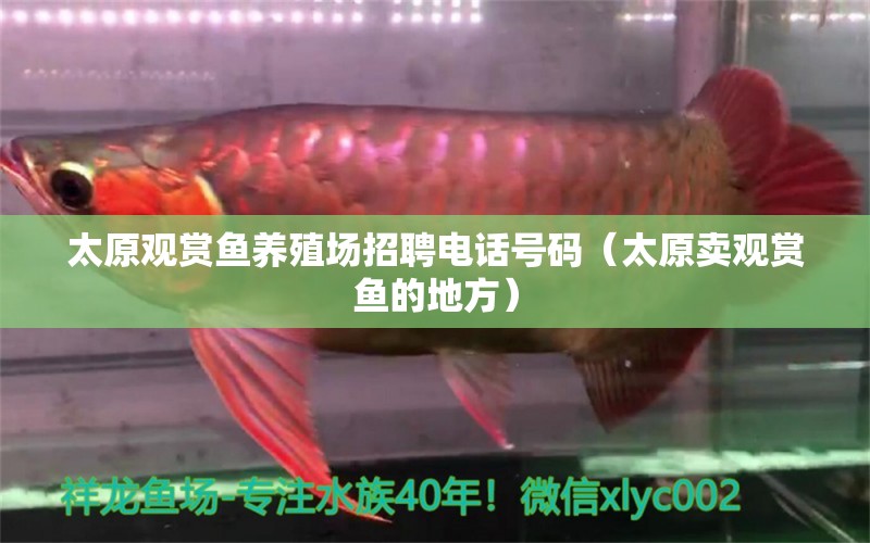 太原觀賞魚養(yǎng)殖場招聘電話號碼（太原賣觀賞魚的地方）