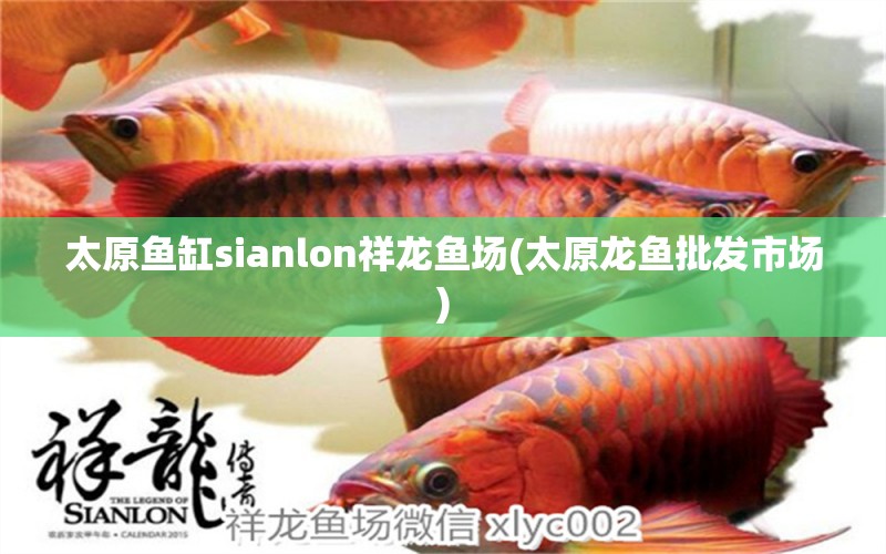 太原魚(yú)缸sianlon祥龍魚(yú)場(chǎng)(太原龍魚(yú)批發(fā)市場(chǎng)) 龍魚(yú)批發(fā)