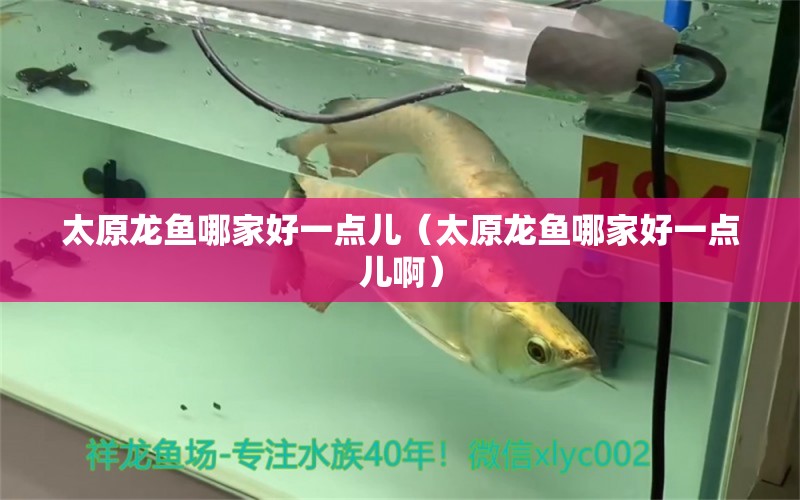 太原龍魚哪家好一點兒（太原龍魚哪家好一點兒?。? title=