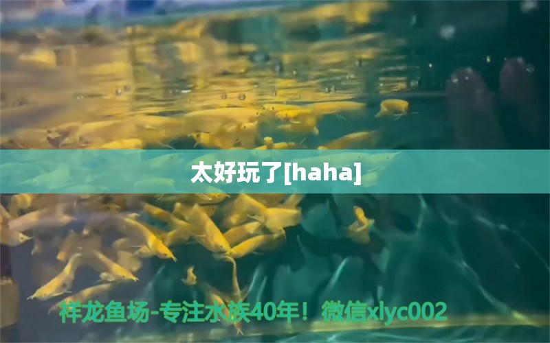 太好玩了[haha] 觀賞魚論壇 第2張