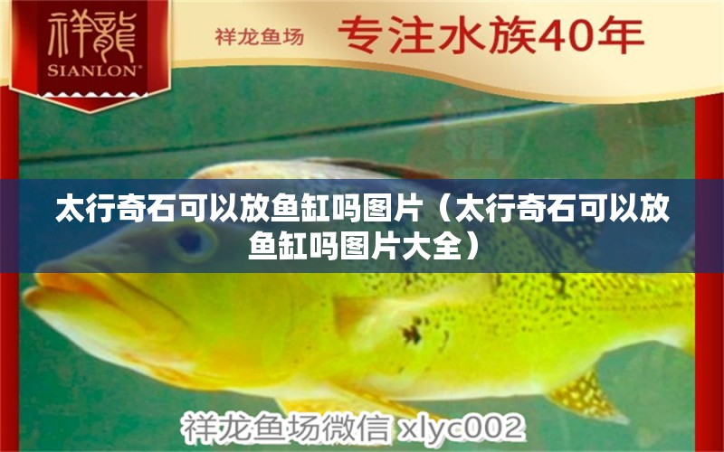 太行奇石可以放魚缸嗎圖片（太行奇石可以放魚缸嗎圖片大全） 祥龍龍魚魚糧