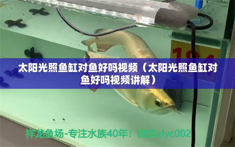 太陽(yáng)光照魚缸對(duì)魚好嗎視頻（太陽(yáng)光照魚缸對(duì)魚好嗎視頻講解） 祥龍水族醫(yī)院