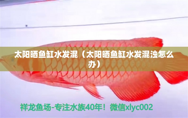 太陽曬魚缸水發(fā)混（太陽曬魚缸水發(fā)混濁怎么辦）