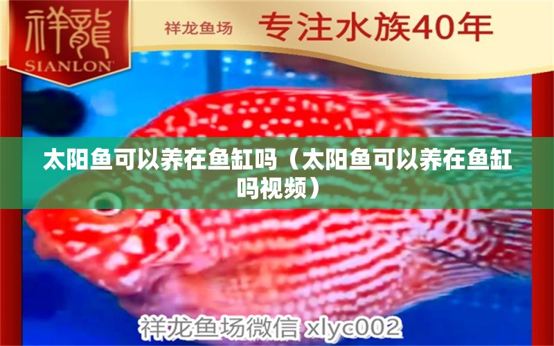 太陽魚可以養(yǎng)在魚缸嗎（太陽魚可以養(yǎng)在魚缸嗎視頻） 觀賞魚