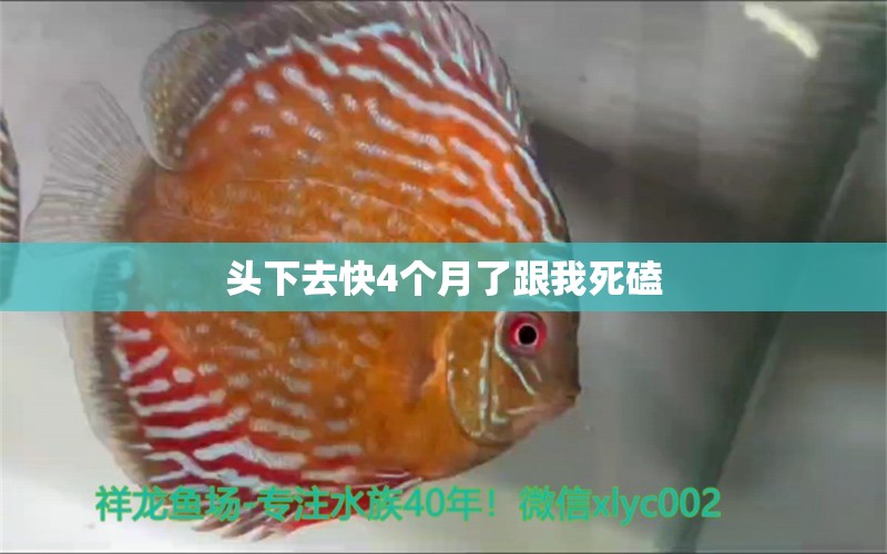 頭下去快4個(gè)月了跟我死磕 超血紅龍魚(yú)