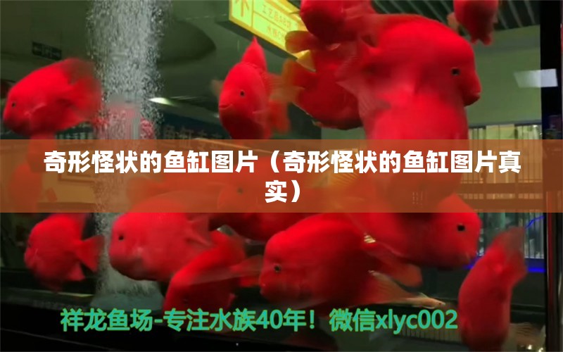 奇形怪狀的魚缸圖片（奇形怪狀的魚缸圖片真實(shí)）