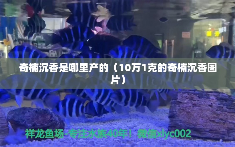 奇楠沉香是哪里產(chǎn)的（10萬1克的奇楠沉香圖片）