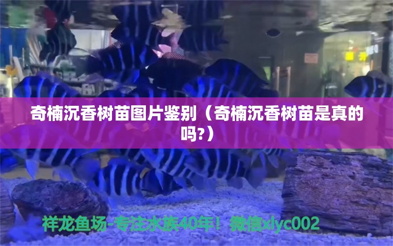 奇楠沉香樹苗圖片鑒別（奇楠沉香樹苗是真的嗎?）