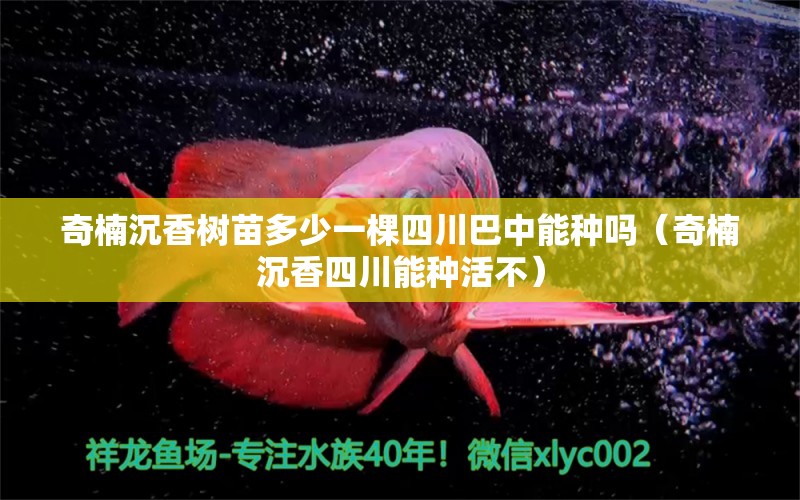 奇楠沉香樹苗多少一棵四川巴中能種嗎（奇楠沉香四川能種活不） 文玩