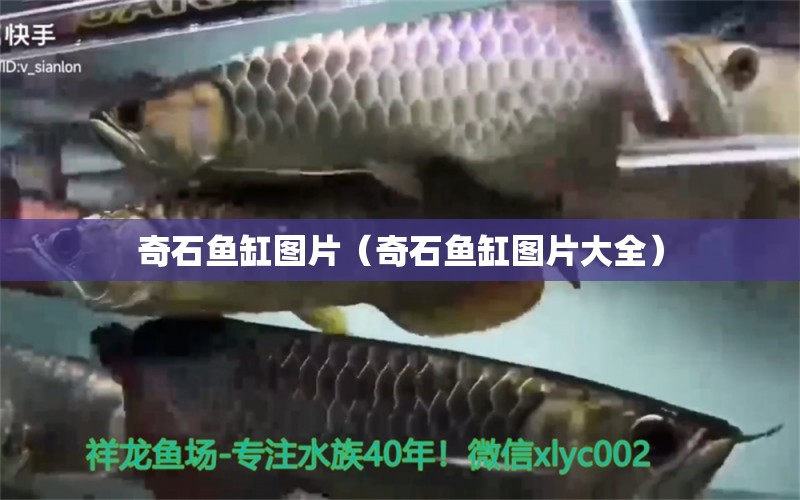 奇石魚(yú)缸圖片（奇石魚(yú)缸圖片大全）