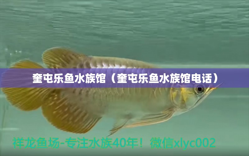 奎屯樂魚水族館（奎屯樂魚水族館電話） 全國水族館企業(yè)名錄