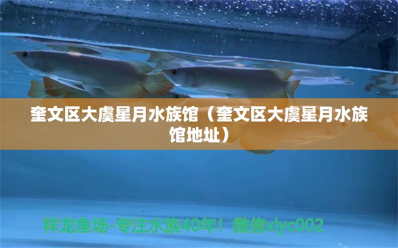 奎文區(qū)大虞星月水族館（奎文區(qū)大虞星月水族館地址）