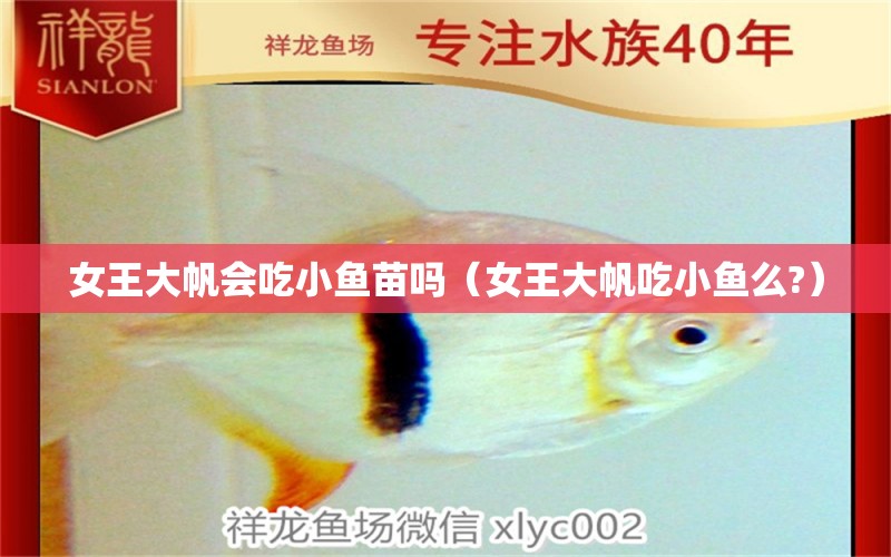 女王大帆會吃小魚苗嗎（女王大帆吃小魚么?）