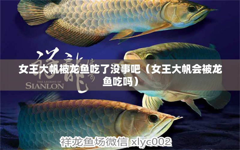 女王大帆被龍魚吃了沒事吧（女王大帆會被龍魚吃嗎） 女王大帆魚