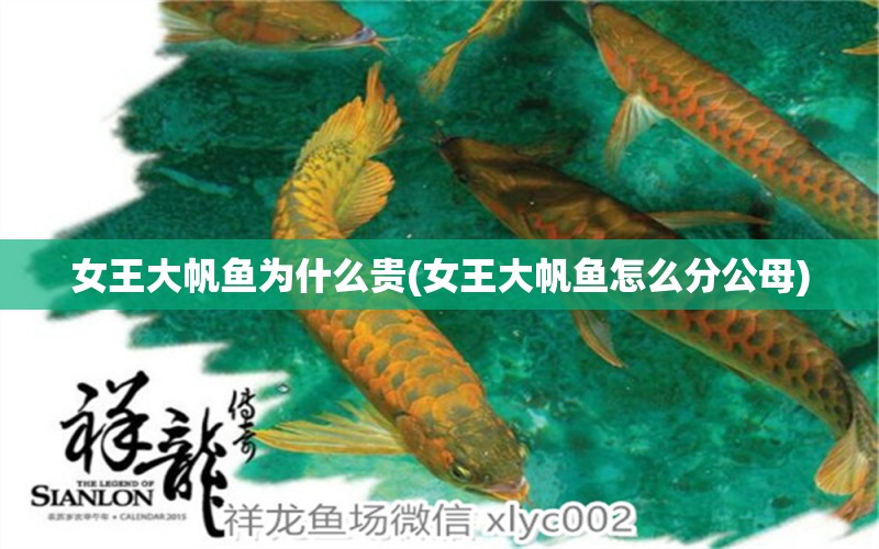 女王大帆魚為什么貴(女王大帆魚怎么分公母) 女王大帆魚