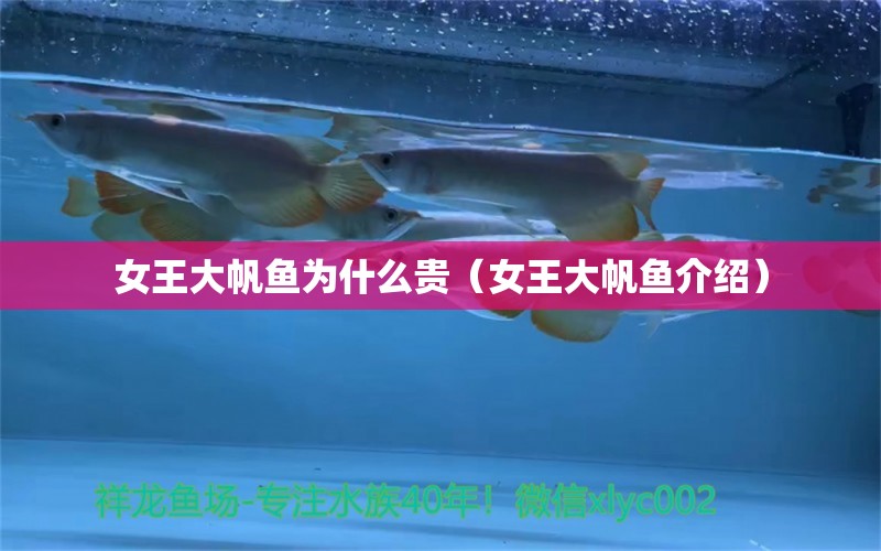 女王大帆魚(yú)為什么貴（女王大帆魚(yú)介紹） 女王大帆魚(yú)