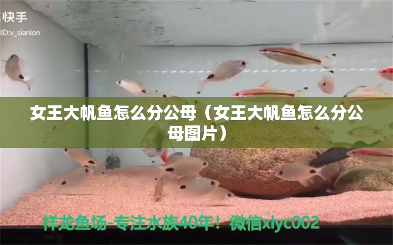 女王大帆魚怎么分公母（女王大帆魚怎么分公母圖片）