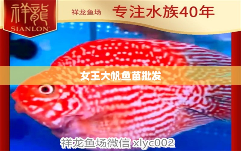 女王大帆魚(yú)苗批發(fā)