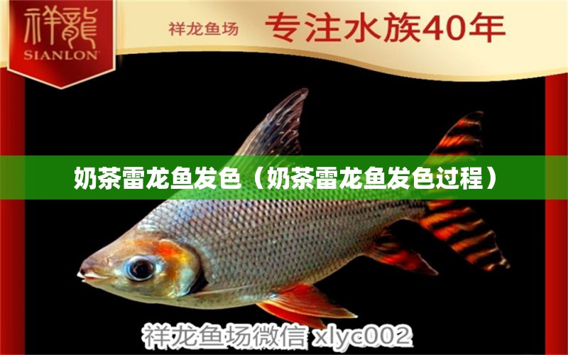 奶茶雷龍魚發(fā)色（奶茶雷龍魚發(fā)色過程）