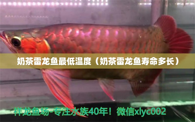 奶茶雷龍魚(yú)最低溫度（奶茶雷龍魚(yú)壽命多長(zhǎng)）