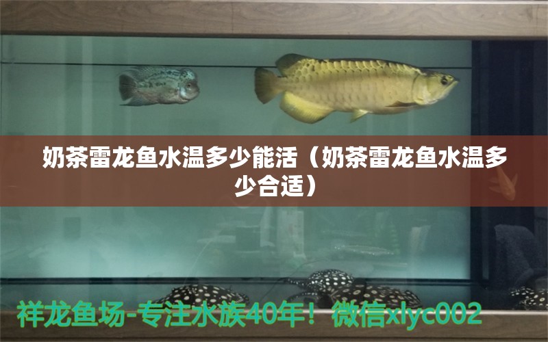 奶茶雷龍魚水溫多少能活（奶茶雷龍魚水溫多少合適） 廣州龍魚批發(fā)市場