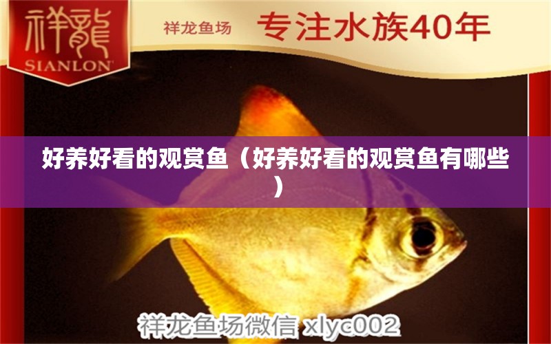 好養(yǎng)好看的觀賞魚（好養(yǎng)好看的觀賞魚有哪些）