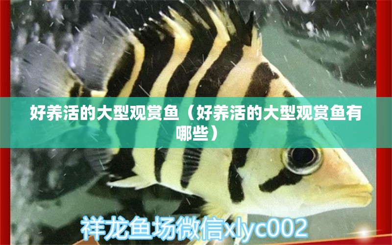 好養(yǎng)活的大型觀賞魚（好養(yǎng)活的大型觀賞魚有哪些）