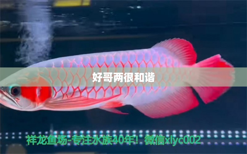 好哥兩很和諧 星點金龍魚